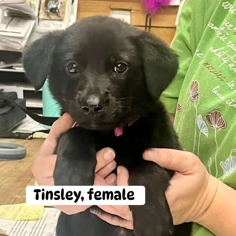 A baby medium-sized female Black Labrador Retriever dog named Tinsley for adoption in Brewton, AL