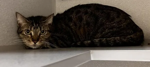 A young medium-sized male Domestic Short Hair cat named Eyor for adoption in Stratham, NH