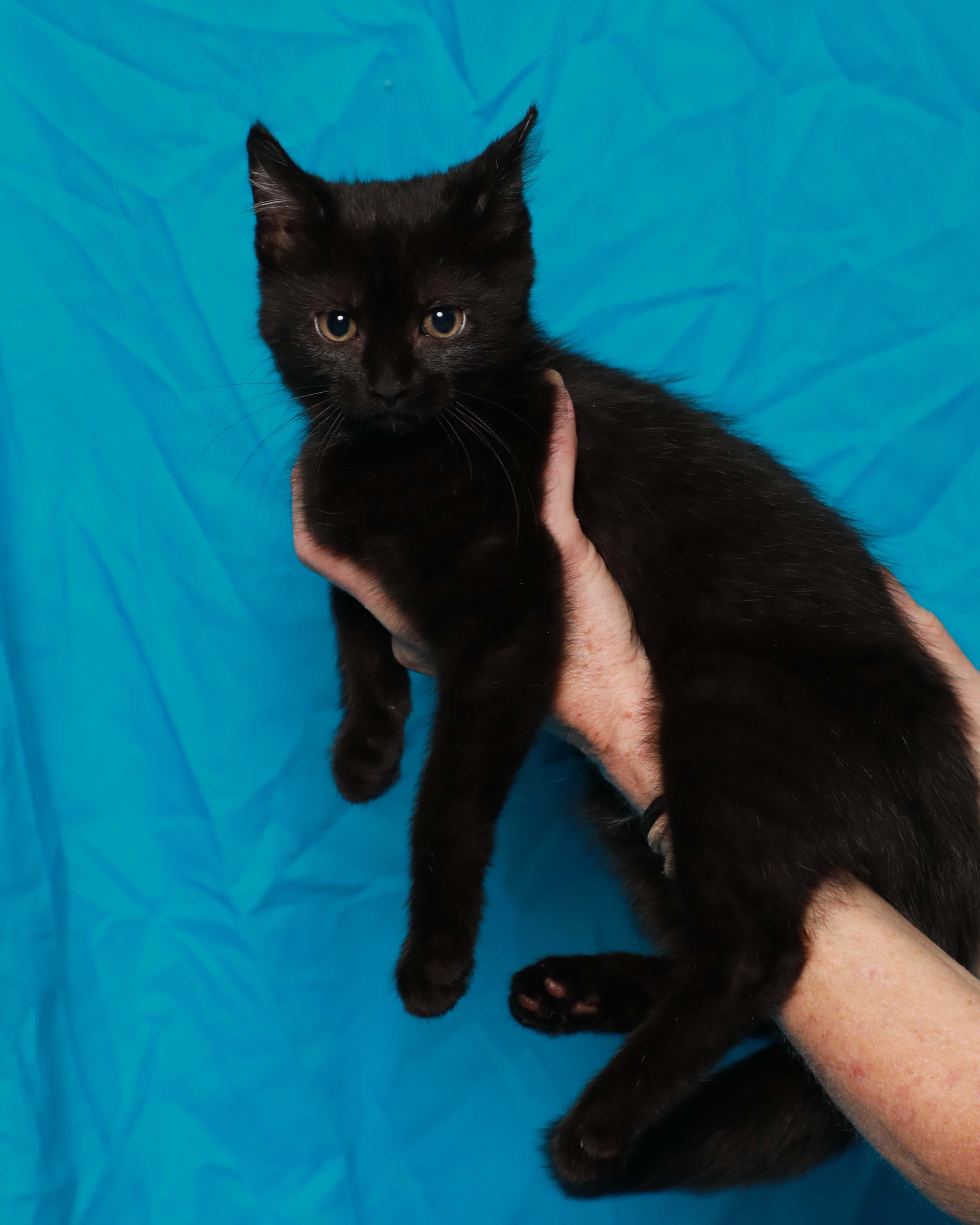 A baby medium-sized female Black Domestic Short Hair cat named Coal for adoption in Rock Falls, IL