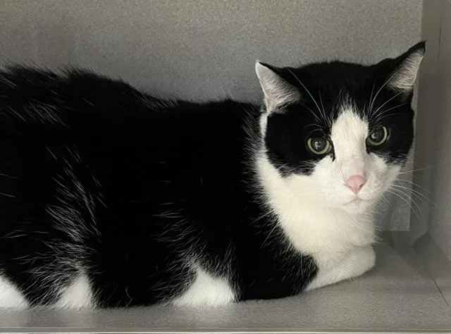 An adult extra large-sized male Black & White / Tuxedo Domestic Short Hair cat named Frank the Tank for adoption in Webster City, IA