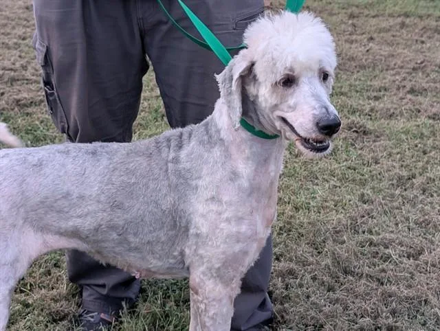 An adult large-sized female Old English Sheepdog dog named Ava for adoption in Cookeville, TN