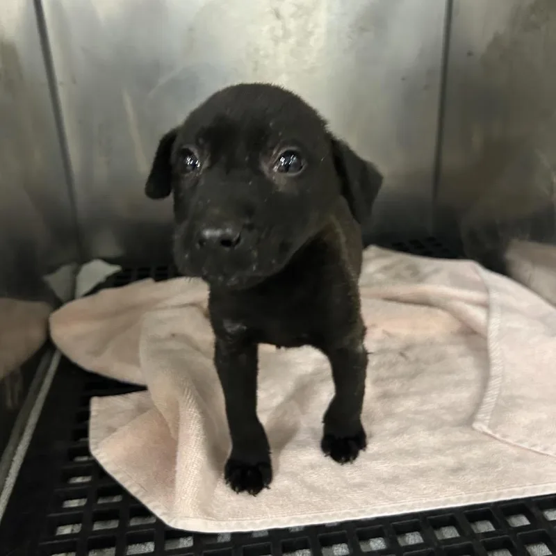 A baby small-sized male Black Mixed Breed dog named Charlie for adoption in Memphis, TN