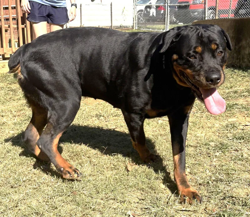 An adult large-sized female Rottweiler dog named Fancy for adoption in Wetumpka, AL