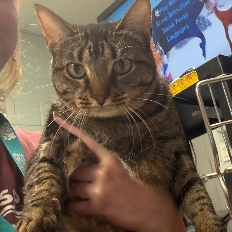 A senior large-sized female Brown / Chocolate Domestic Short Hair cat named Kiwi for adoption in Fredericksburg, VA