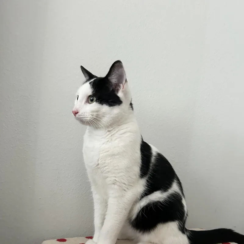 Marshmallow thumbnail 2