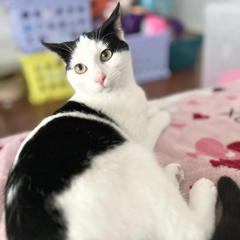 Marshmallow thumbnail 3