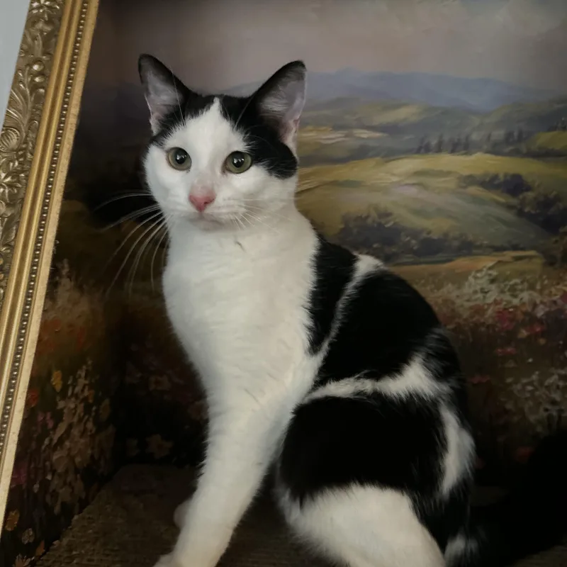 Marshmallow thumbnail 4