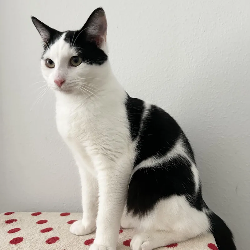 Marshmallow thumbnail 5