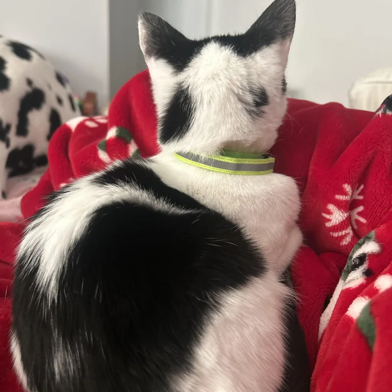 Marshmallow thumbnail 6