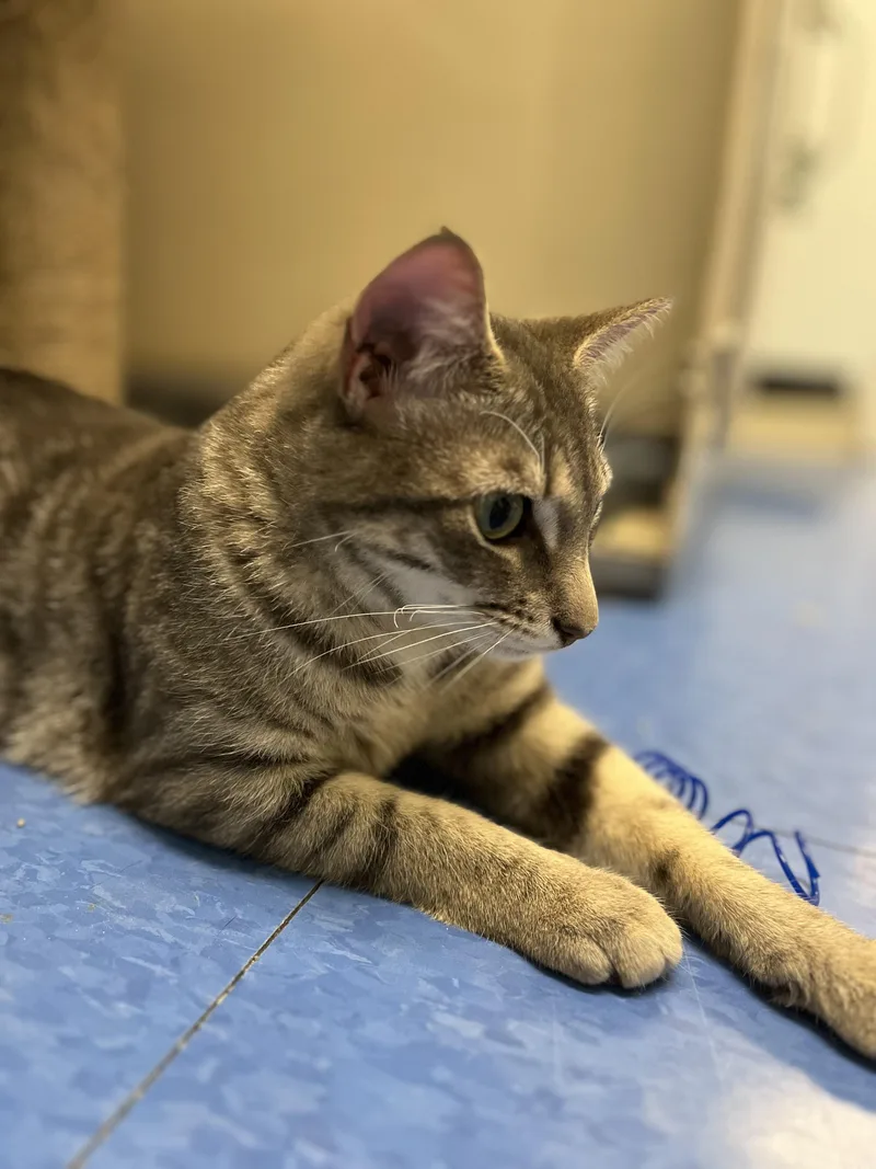 A young small-sized female Tabby (Gray / Blue / Silver) Domestic Short Hair cat named Druid for adoption in Harrison, NY