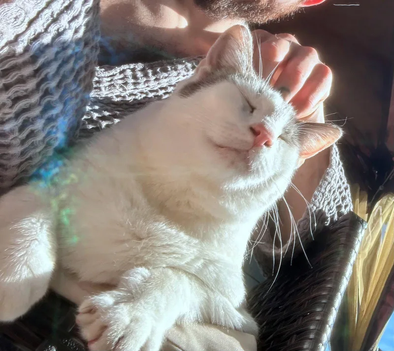 TONY   Offered thumbnail 3
