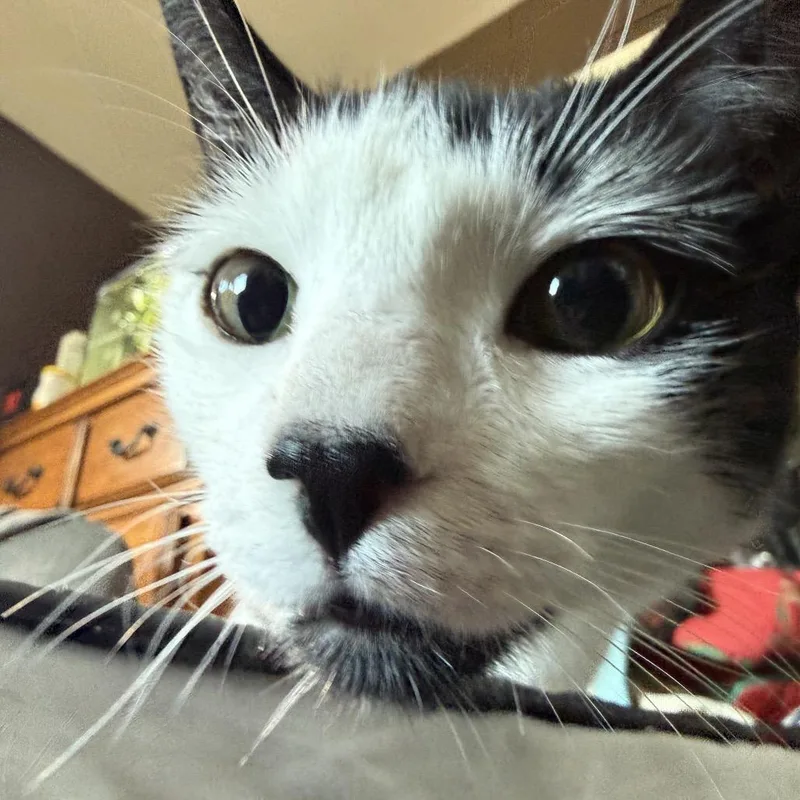 An adult small-sized female White Domestic Short Hair cat named Luna for adoption in Germantown, MD