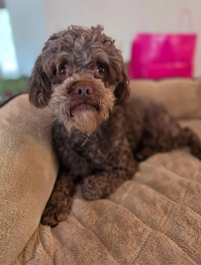 An adult small-sized male Poodle (Toy) dog named Hershey for adoption in Lacona, NY