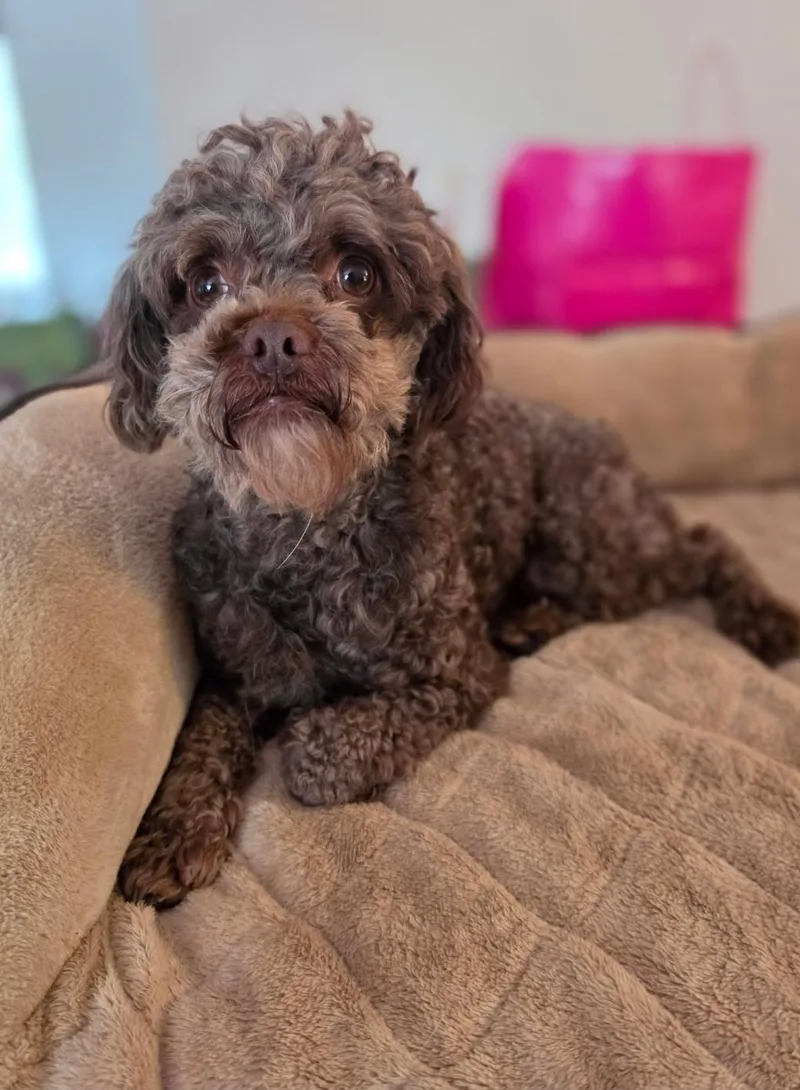 Hershey thumbnail 4