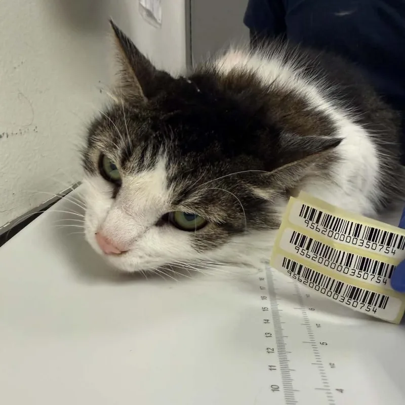 An adult large-sized female Brown / Chocolate Domestic Medium Hair cat named Lumpy Space Princess for adoption in Charleston, WV