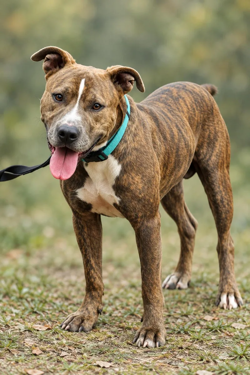 An adult large-sized male Pit Bull Terrier dog named Toby for adoption in Nahunta, GA