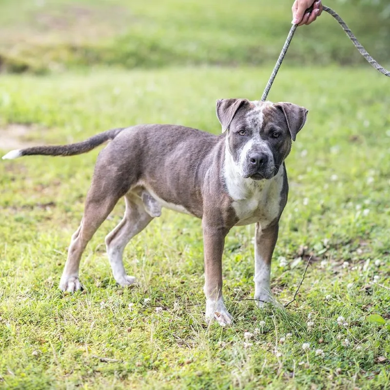 An adult medium-sized male Brown / Chocolate Pit Bull Terrier dog named Treet for adoption in Bartlett, TN