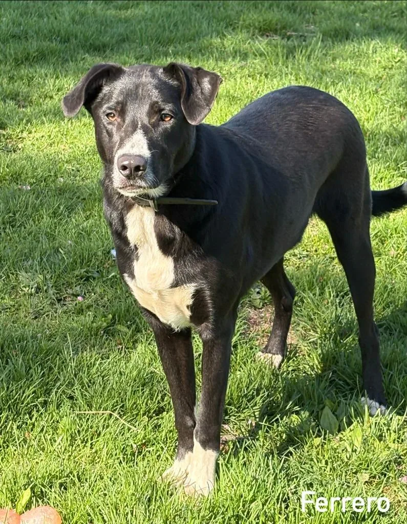 A baby medium-sized male Border Collie dog named Ferrero for adoption in sun prairie, WI