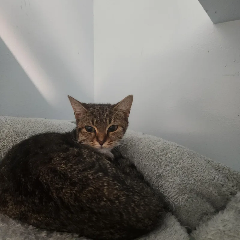 A young small-sized female Tabby (Brown / Chocolate) Domestic Short Hair cat named Turtle for adoption in Charleston, SC