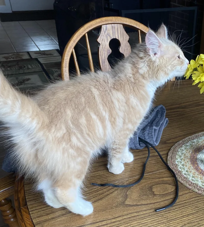 A baby medium-sized male Buff / Tan / Fawn Domestic Medium Hair cat named Wilson for adoption in Salem, NH