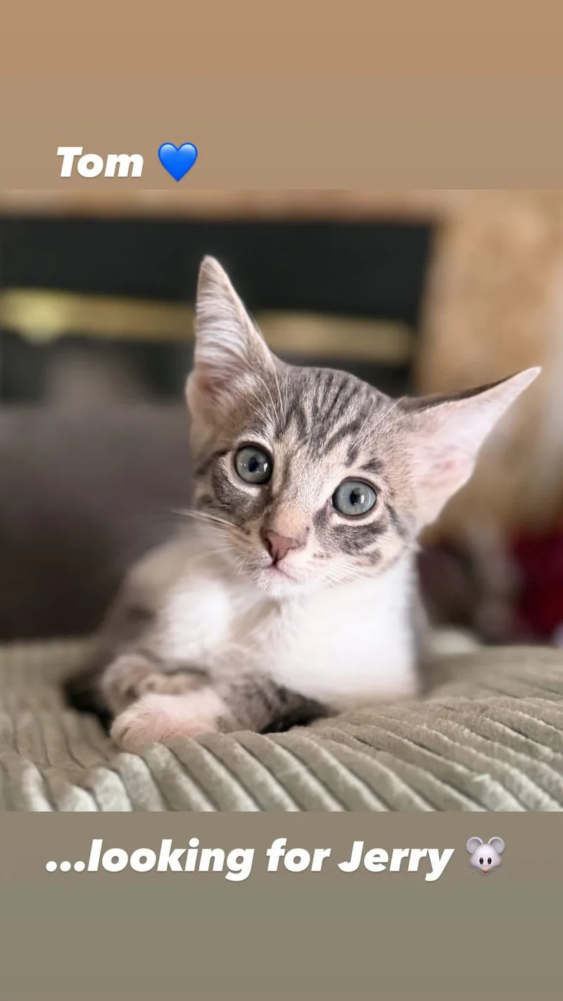 A baby medium-sized male Gray & White Tabby cat named Tom  terrific tabby for adoption in San Luis Obispo, CA