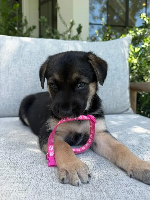 A young medium-sized female Mixed Breed dog named Sienna for adoption in Manhattan Beach, CA