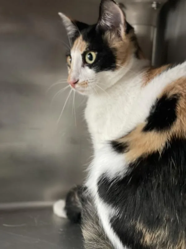 A young small-sized female Domestic Short Hair cat named Sabrina for adoption in Austin, TX
