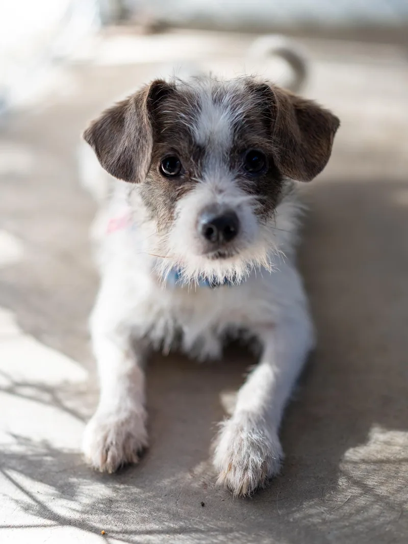 A young small-sized female Terrier dog named Nelly for adoption in Fresno, CA