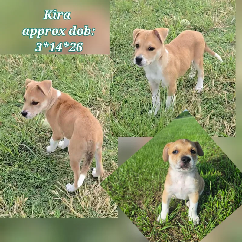 A baby medium-sized female Beagle dog named Kira for adoption in Plano, TX