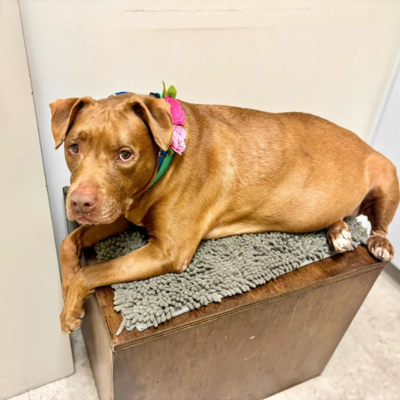 A senior large-sized female Red / Chestnut / Orange Pit Bull Terrier dog named Shades for adoption in New York, NY