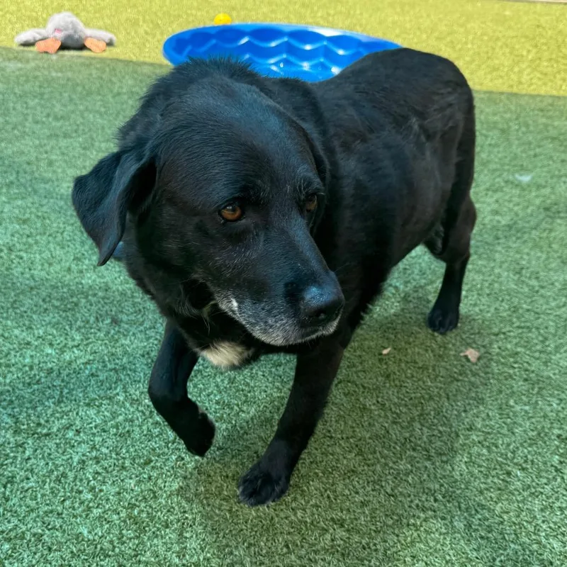 An adult medium-sized female Black Labrador Retriever dog named Sea for adoption in Greensboro, NC