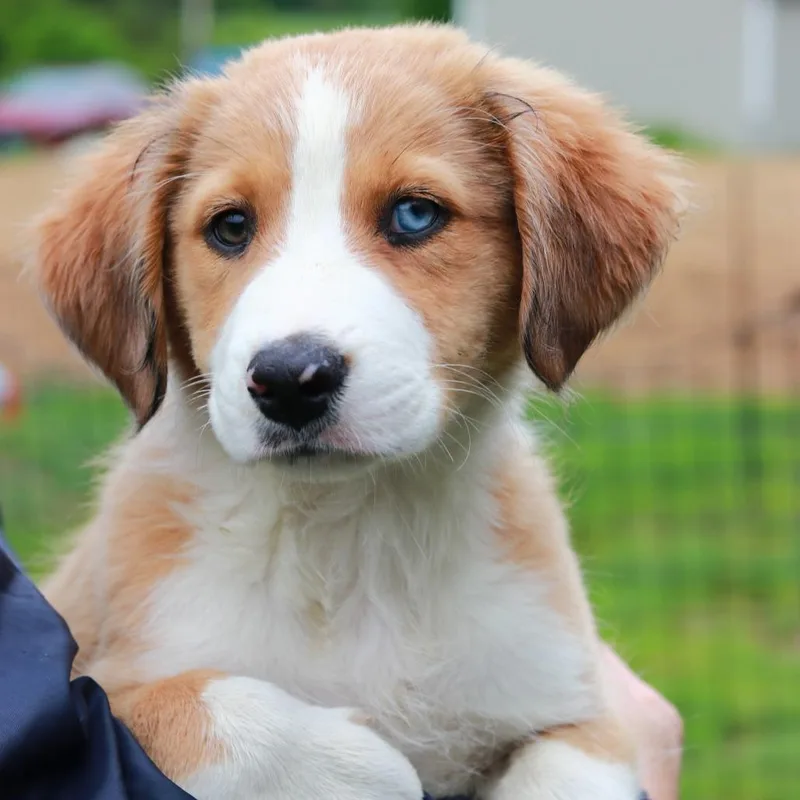 A baby medium-sized female Yellow / Tan / Blond / Fawn Australian Shepherd dog named Ct Bubble Yum for adoption in Stormville, NY