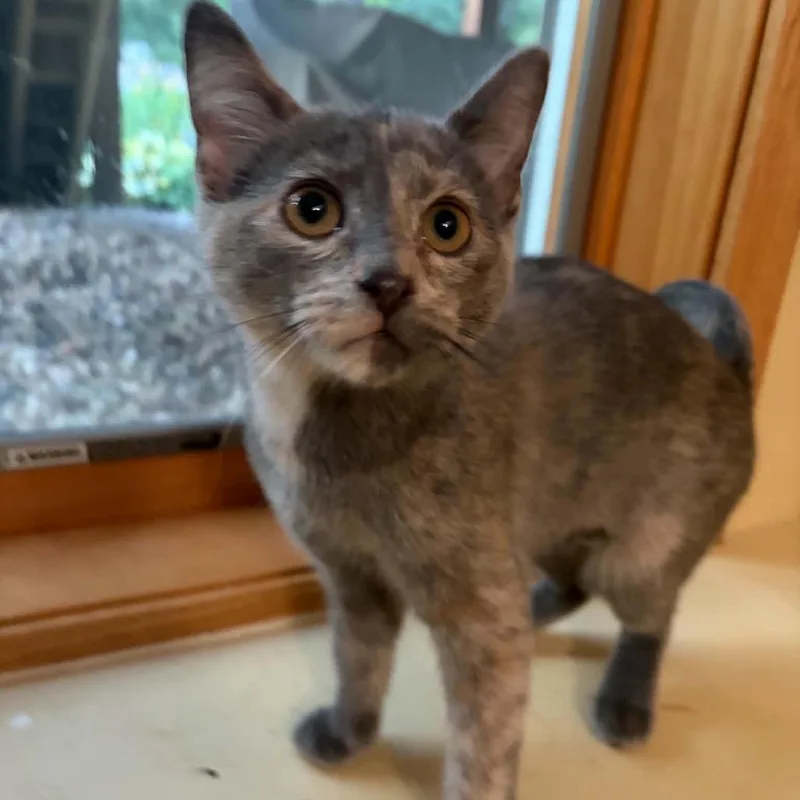 A baby small-sized female Gray / Blue / Silver Domestic Short Hair cat named Rose Landry for adoption in Inver Grove Heights, MN