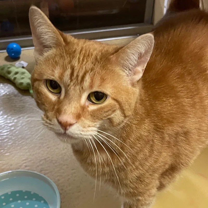 An adult medium-sized female Tabby (Orange / Red) Domestic Short Hair cat named Dahlia for adoption in Sterling Heights, MI