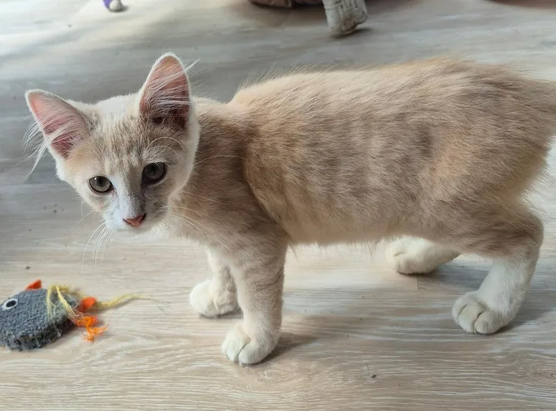 A baby medium-sized male Domestic Short Hair cat named Aslan for adoption in South Bend, IN
