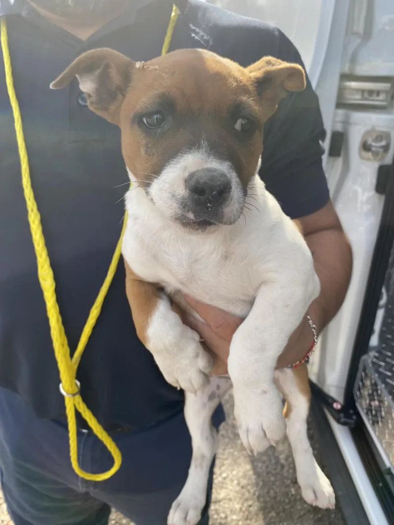 A baby small-sized female Mixed Breed dog named Nunu for adoption in Dallas, TX