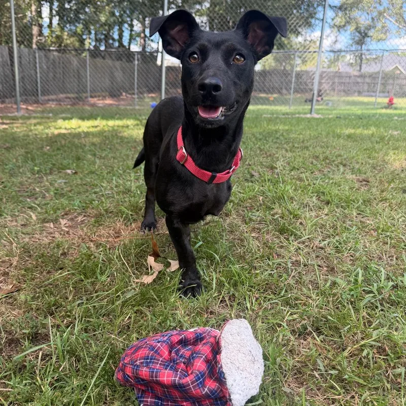 A young medium-sized female Dachshund dog named Twizzler for adoption in Spring, TX