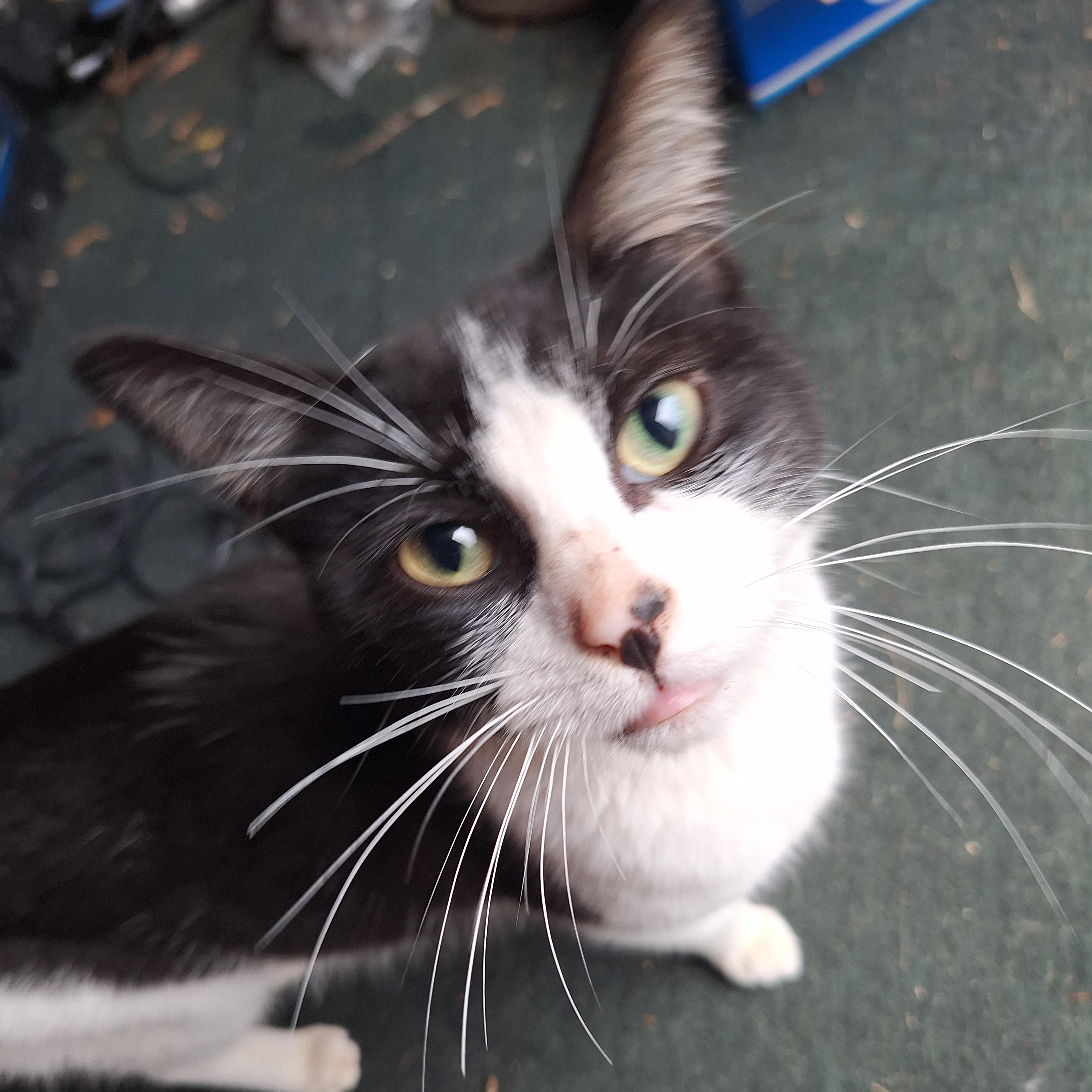 A baby medium-sized male Black & White / Tuxedo Domestic Short Hair cat named Mo for adoption in Midland, MI
