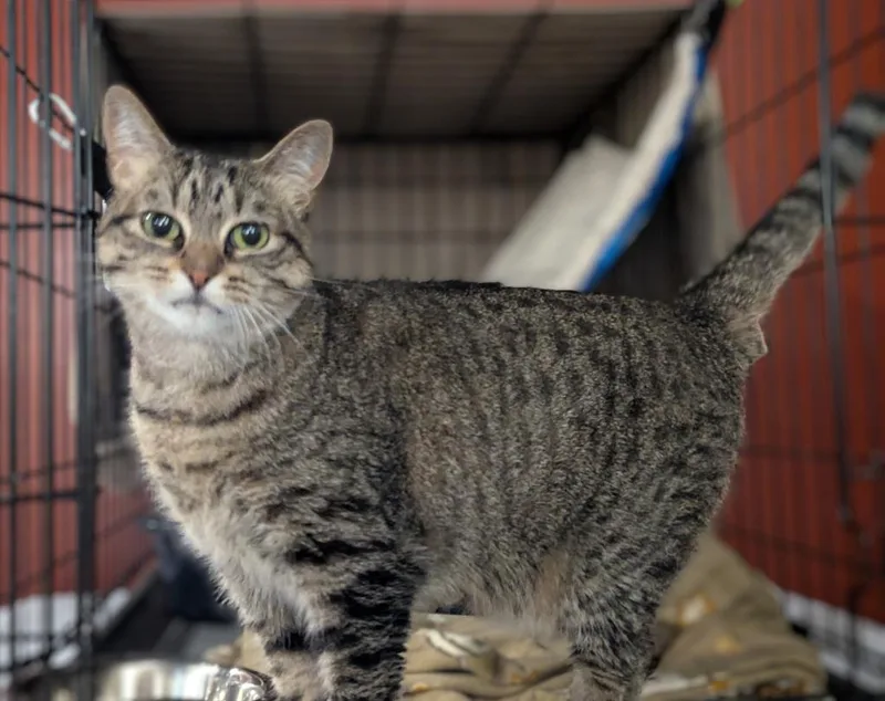 A senior medium-sized female Domestic Short Hair cat named Sosa for adoption in St. Cloud, MN