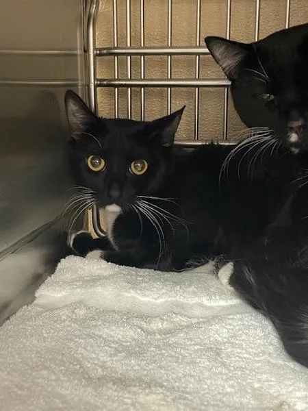 A young small-sized female Domestic Short Hair cat named Luna for adoption in Vancouver, WA