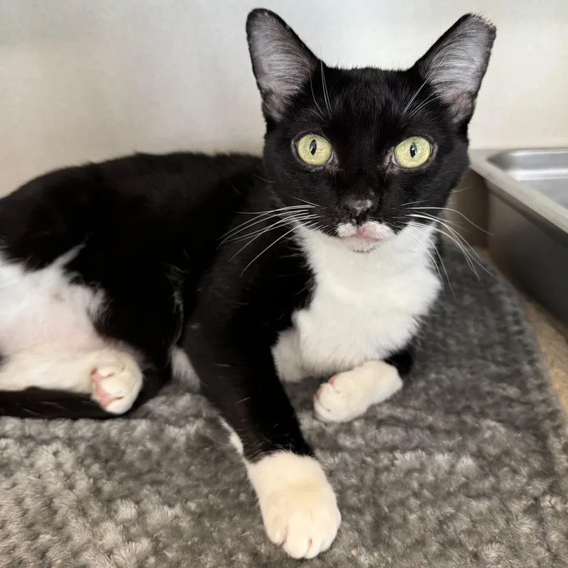 An adult large-sized female Black & White / Tuxedo Domestic Short Hair cat named Betty for adoption in Eatontown, NJ