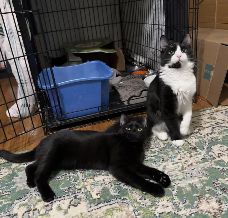 Fidget And Bartok thumbnail 6