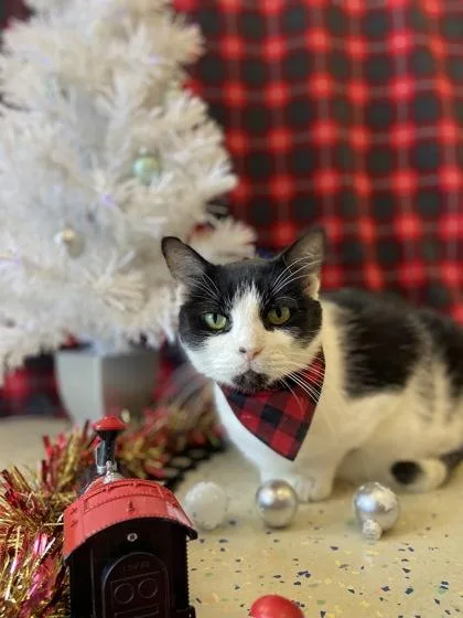 An adult small-sized male Domestic Short Hair cat named Finley for adoption in Columbus, IN