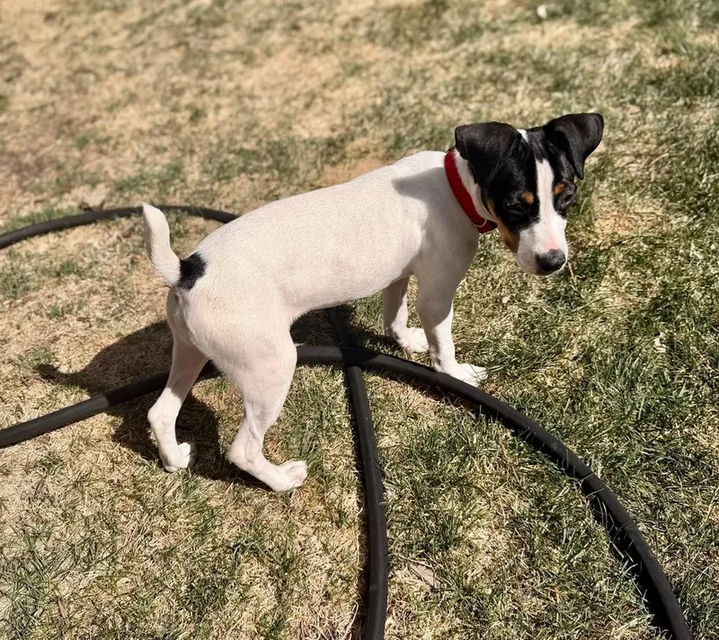 Valentine thumbnail 3