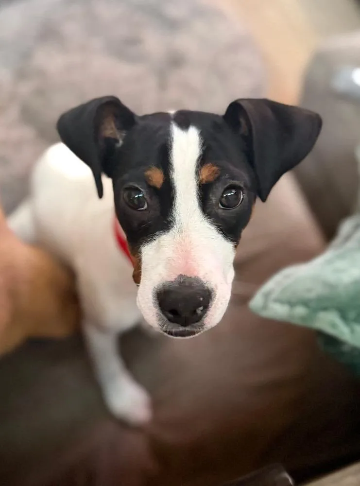 Valentine thumbnail 4