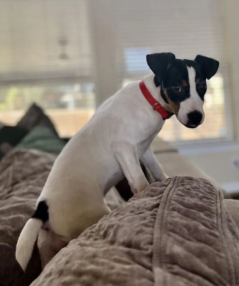 Valentine thumbnail 5