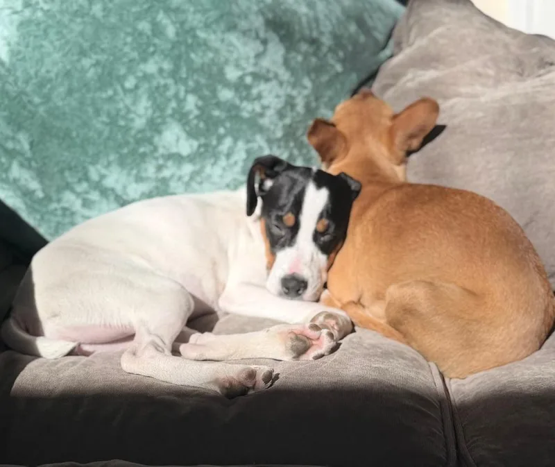 Valentine thumbnail 6