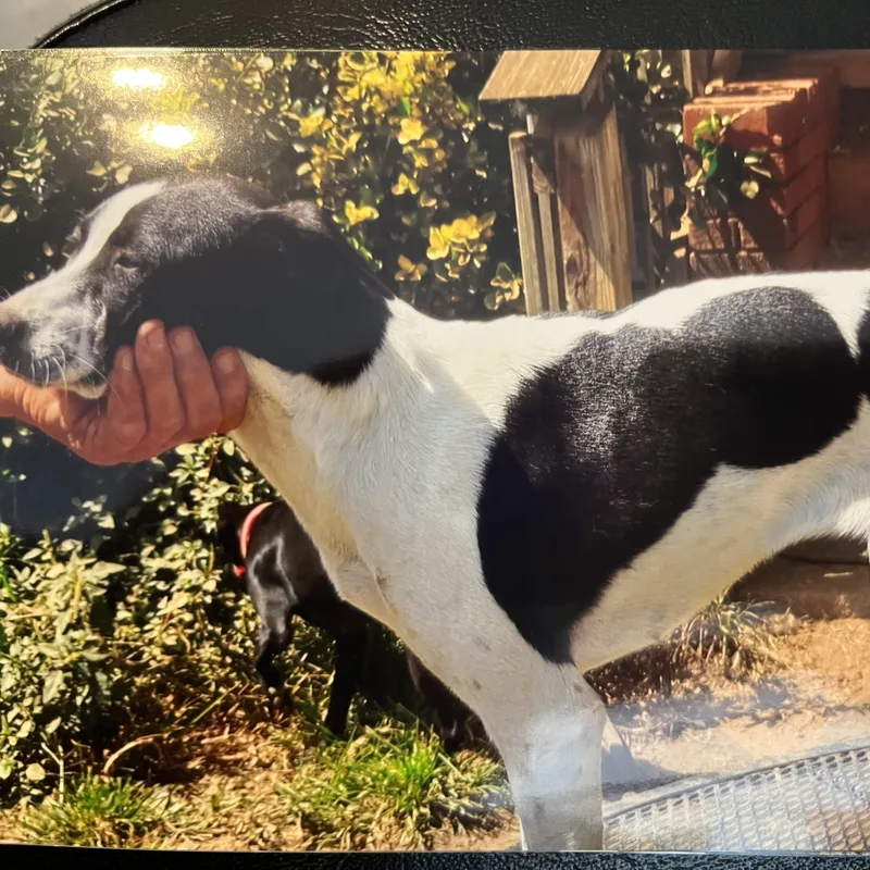 Minnie Freckles thumbnail 3