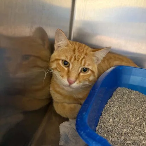 A baby medium-sized male Domestic Short Hair cat named Sonny for adoption in Burlington, IA