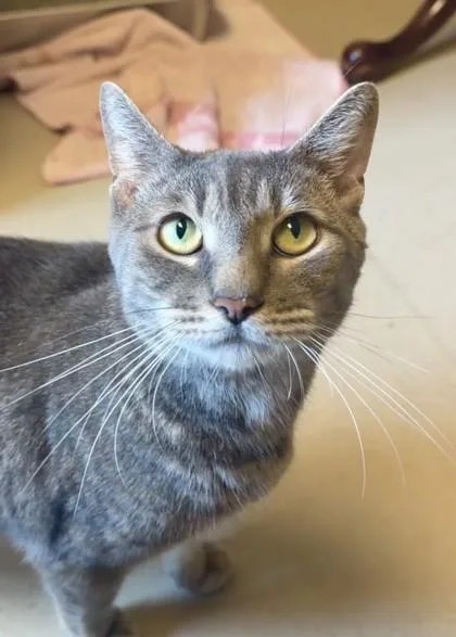 An adult medium-sized male Domestic Short Hair cat named Kyle for adoption in Quakertown, PA